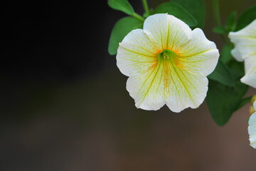 白いペチュニアの花
