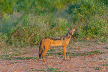 A jackal yawning in Amboseli National Park