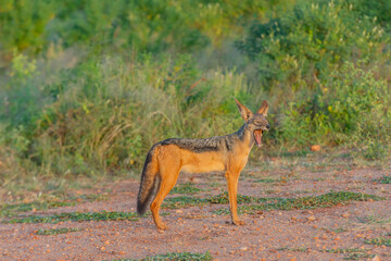 A jackal yawning in Amboseli National Park