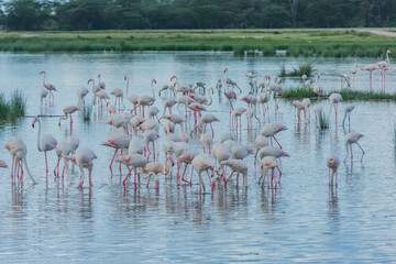 A group of Flamingos in the Lake at Amboseli National Park