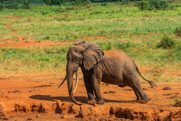A Young Elephant Stretching in the Sun at Tsavo West National Park