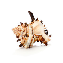 Obraz premium sea shell isolated on white background