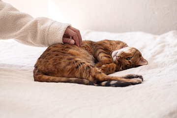 Woman petting her lazy cute cat.