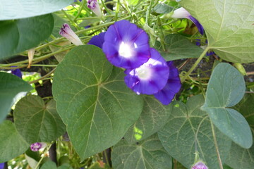 Group of violet flowers in the leafage of Ipomoea purpurea in September