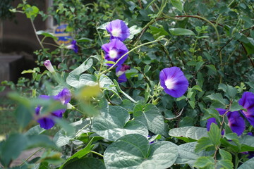 Profusion of violet flowers of Ipomoea purpurea in September