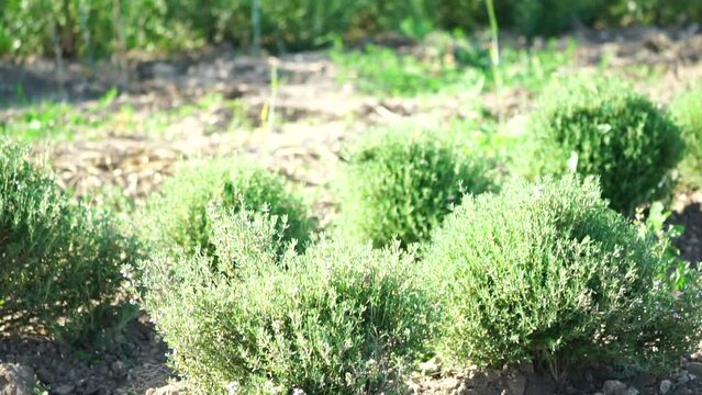 Tarragon. Lush tarragon field with rows of green herbs, herb cultivation, agricultural landscape, culinary ingredients, aromatic herbs. Organic agriculture harvesting agribusiness concept. Slow motion