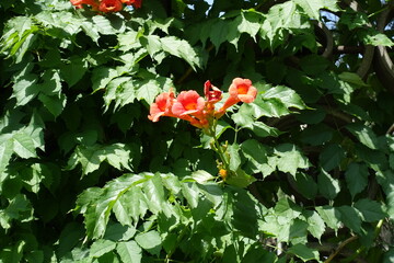 3 reddish orange flowers of Campsis radicans in mid July