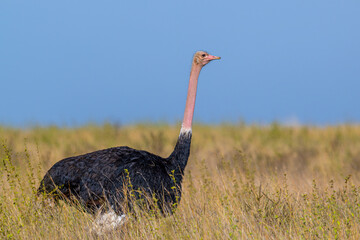 Male ostrich (Struthio camelus). Tsavo East park. Kenya.