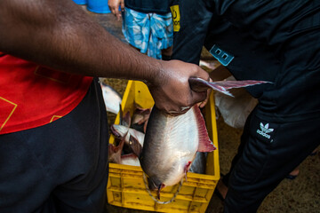 In Jatrabari, Dhaka, Bangladesh, vendors bustle with activity, selling fish at the busy wholesale...