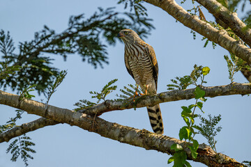 juvenile immature Gabar Goshawk (Micronisus Gabar)