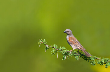 Africa-Kenya; Southern grey-headed sparrow on tree branch in its natural environment.