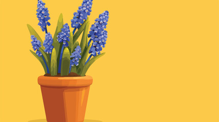 Pot with blooming grape hyacinth plant Muscari on yellow