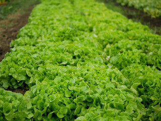 Obraz premium Lettuce bio green oakleaf close-up harvest farmer farming greenhouse folio and agricultural farm garden corrugated harvesting leaf Lactuca sativa food detail natural plant leaves bio Europe