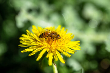 Yellow flowers of dandelions in green backgrounds. Spring and summer background, Australia native plants, A honey bee collects nectar from yellow dandelion flowers