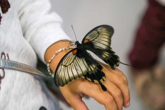 Butterfly siting on hands. Fragile Papilio lowii butterfly with open wings in butterfly's park, beauty close-up. Macro
