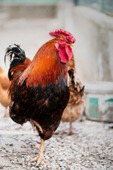 Domestic rooster on the farm. Rural scene.