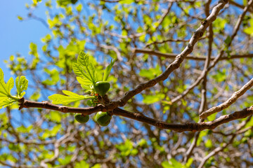 Unripe figs and buds on the fig tree in springtime