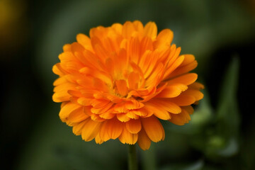 Flower with orange petals Calendula (Calendula officinalis, pot, garden or English marigold) on green leaves background. Calendula on the sunny summer day. Close up of Medicinal Calendula herb.