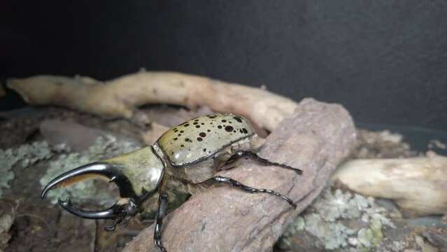 Video of a Mexican Hercules Beetle (Dynastes Hyllus) in a branch. 