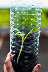 Seedling in a plastic bottle, reuse of materials, light, heat, reduction of disease, good...