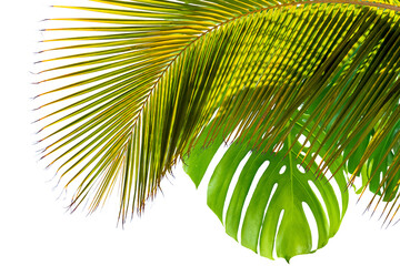 palme de cocotier et feuille de philodendron, fond blanc 