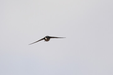 asian house martin in flight