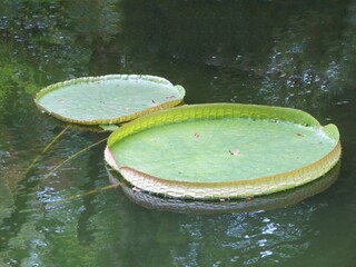 leaf of  Victoria amazonica in the pond