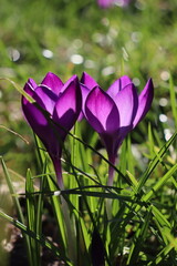 purple crocus flowers glowing in sunlight