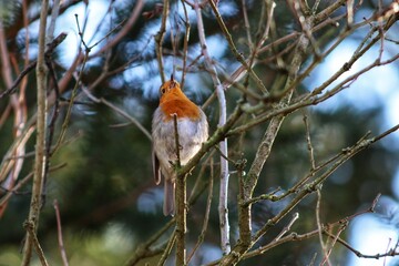robin singing on a branch