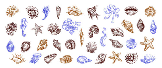 Fototapeta na wymiar Seashells, octopus, fish, starfish, seahorses, ammonite colored vector set. Hand drawn sketch illustration. Collection of realistic sketches of various ocean creatures isolated.