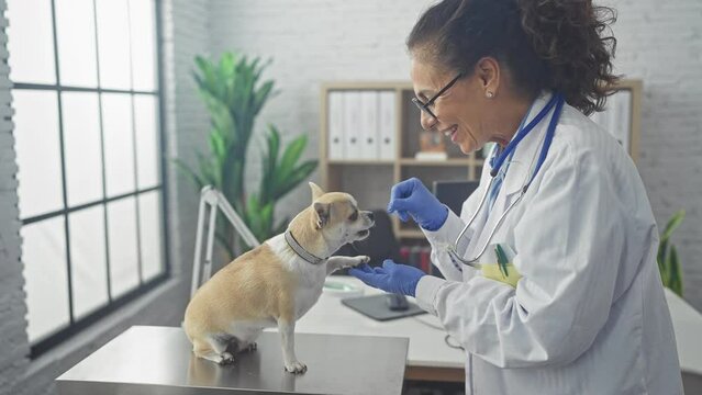 A woman veterinarian in a white coat gives a treat to a chihuahua dog in a vet clinic interior with bright lighting.