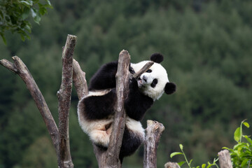 Close up Little Giant Panda , China