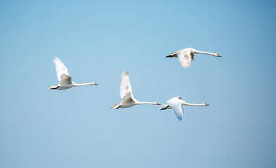 Flying swans in the blue sky. Waterfowl at the nesting site. A flock of swans walks on a blue lake.