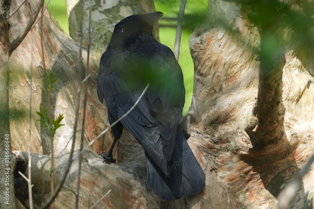 Canvas Prints crow in a field