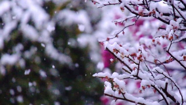梅に積もる雪・しんしんと雪が降る・春日部のこの年一番の大雪