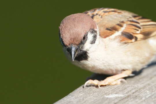 eurasian tree sparrow in a field