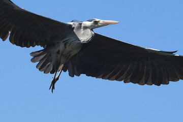 grey heron in flight