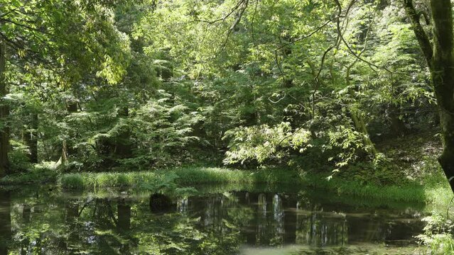 Fukui,Japan - May 14,2024: A quiet pond with frogs croaking in the forest