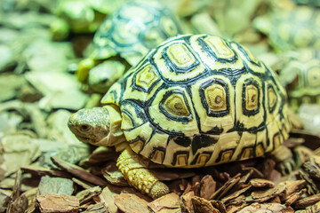 Turtles for raising awaiting sale. It's a popular pet in Thailand.