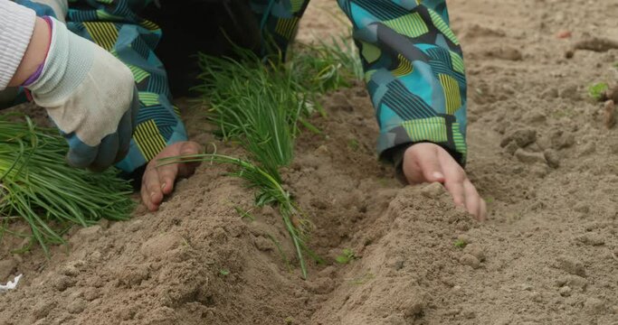 The child helps his mother cover the planted flowers with soil. The child rakes the earth with his hand and fills it with flowers planted in the holes. Spring planting flowers in the garden.