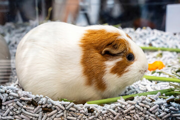 American Guinea Pig or Guinea pig or Cavy. It's cute and popular pet.