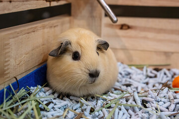 American Guinea Pig or Guinea pig or Cavy. It's cute and popular pet.