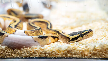 Ball python in the glass cabinet waiting to be sold. It's a popular pet in Thailand.