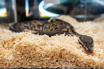 Ball python in the glass cabinet waiting to be sold. It's a popular pet in Thailand.