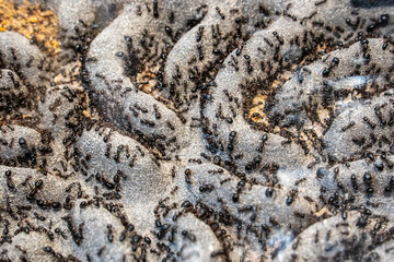 Ants for raising in equipment for study. It's popular pet.