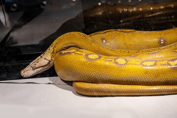 Ball python in the glass cabinet waiting to be sold. It's a popular pet in Thailand.