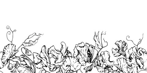 Fototapeta premium Hand drawn vector graphic ink illustration botanical flowers leaves. Sweet everlasting pea, vetch bindweed legume. Seamless banner isolated on white background. Design wedding, love cards, floral shop