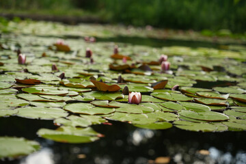 water lily in the water