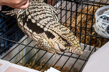 Black and White Tegu lying on the cage.