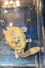Turtles for raising awaiting sale. It's a popular pet in Thailand.